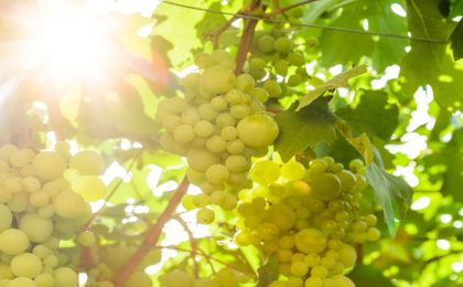 declutter code savor