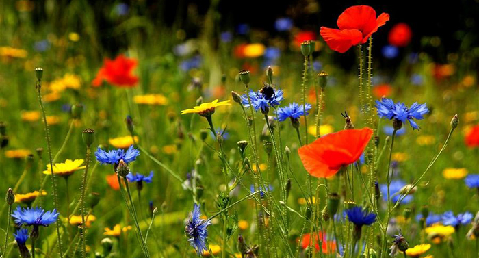 Detached Attachment: Being Free To Love