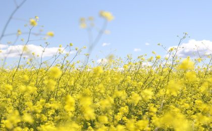 Spring Cleaning For The Mind